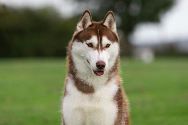 sansa glava odrasla.jpg